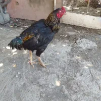 خروس لاری