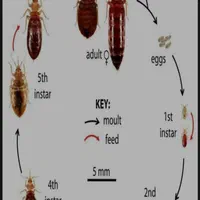 سمپاشی سوسک سم پاشی ساس باضمانت نامه کتبی|خدمات نظافت|تهران, نیروی هوایی (پیروزی)|دیوار