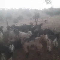 بز داشتی معاوضه با میش