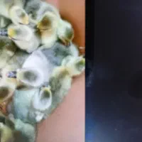 تعدادی جوجه غاز فروشی