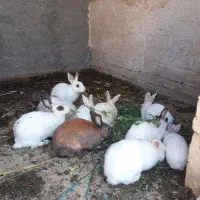 خرگوش سالمو تمیز|موش و خرگوش|ورامین, شهرک مدرس|دیوار