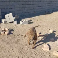 پیتبول اصل|سگ|مشگین شهر, |دیوار