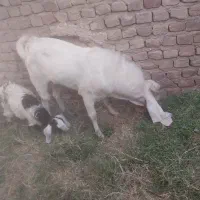 گوسفند معاوضه