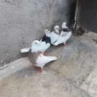 جفت طوقی با دوتا جوجه|پرنده|قم, شهرک توانیر|دیوار