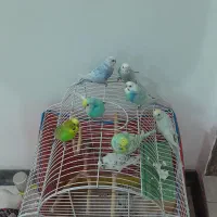 مرغ عشق نر و ماده رنگ خاص