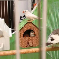 دوجفت فنچ بشرط تخم جوجه 500