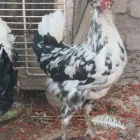 5عدد خروس گلین اصیل|حیوانات مزرعه|گل تپه, |دیوار