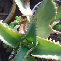 تعدادی گل بفروش میر سد|گل و گیاه طبیعی|صدرا-فارس, فاز ۱|دیوار