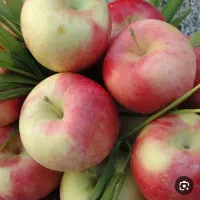 سیب عمده و سرکه آیی و تکی