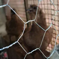 تخم نطفه دار آبی سبز زیتونی ارکانا و کرم قهوه ایام|حیوانات مزرعه|شیراز, کاراندیش|دیوار