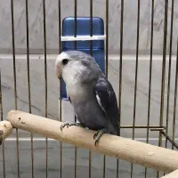 طوطی برزیلی|پرنده|قم, بکایی|دیوار