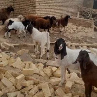 بره و بوزغاله|حیوانات مزرعه|جرقویه, |دیوار