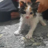 گربه خاص lhd باهوش زرنگ