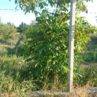 باغچه
