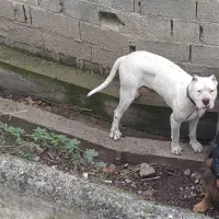 سگ داگو آرژانتینی