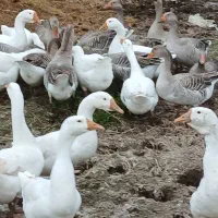 ۴۰ غاز سالم و گوشتی همراه با قو غاز|حیوانات مزرعه|رشت, جانبازان|دیوار