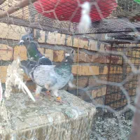 سوسکی سینه سفید