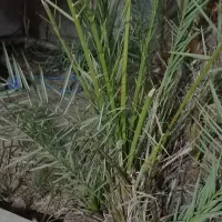 ۲عدد دیمیت حاج باقری