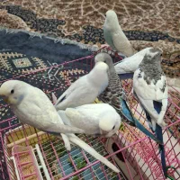 مرغ عشق رینبو،اسپانگل|پرنده|بندر ماهشهر, |دیوار