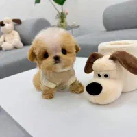 پودل تی کاپ فنجونی|سگ|یزد, |دیوار