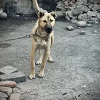توله سگ سرابی ماده6ماهه نسل دار