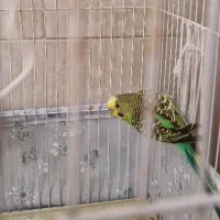 پرنده