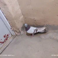 کبوتر