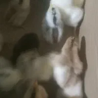 جوجه مرغ