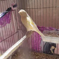 قناری نر  درشت ریزه خون سلامت کشیده