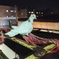 کبوتر طوقی مفلق