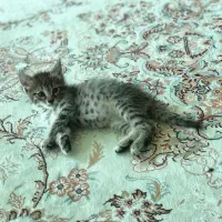 واگذاری گربه