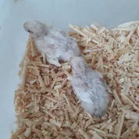 طوطی برزیلی سرلاکی