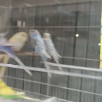 طوطی برزیلی|پرنده|شهریار, شهرک شاهد|دیوار