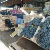 انگور دیمی کردستان