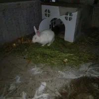 خرگوش|موش و خرگوش|همدان, |دیوار