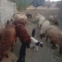 میش بره یا گوسفند