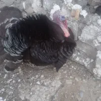 چند عددبوقلمون