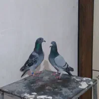 کبوتر پلاکی