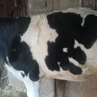 گاو تلیسه ابستن ۲راس|حیوانات مزرعه|دوزین, |دیوار