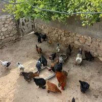 فروش مرغ و خروس محلی دیلگونی