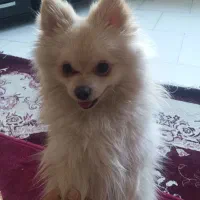 پامرین|سگ|محمدشهر, محمدشهر|دیوار