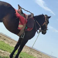 اسب نریون|اسب و تجهیزات اسبسواری|نیشابور, ماروسک|دیوار