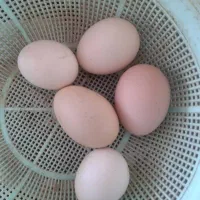 تخم مرغ ایام