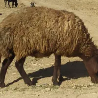 میش.بره.شیشک|حیوانات مزرعه|بوئین و میاندشت, |دیوار