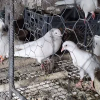 پرنده