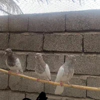 کفتر کله ای