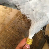 کبوترمسافتی|پرنده|شاهین دژ, |دیوار