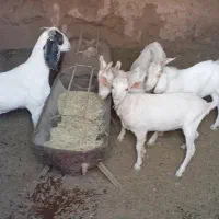 بز پاکستانی و سانا|حیوانات مزرعه|یزد, |دیوار