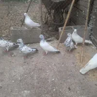 ۷عدد کفتر|پرنده|رشت, حافظ آباد|دیوار