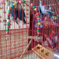 کوتوله برزیلی نروماده|پرنده|اصفهان, شهشهان|دیوار